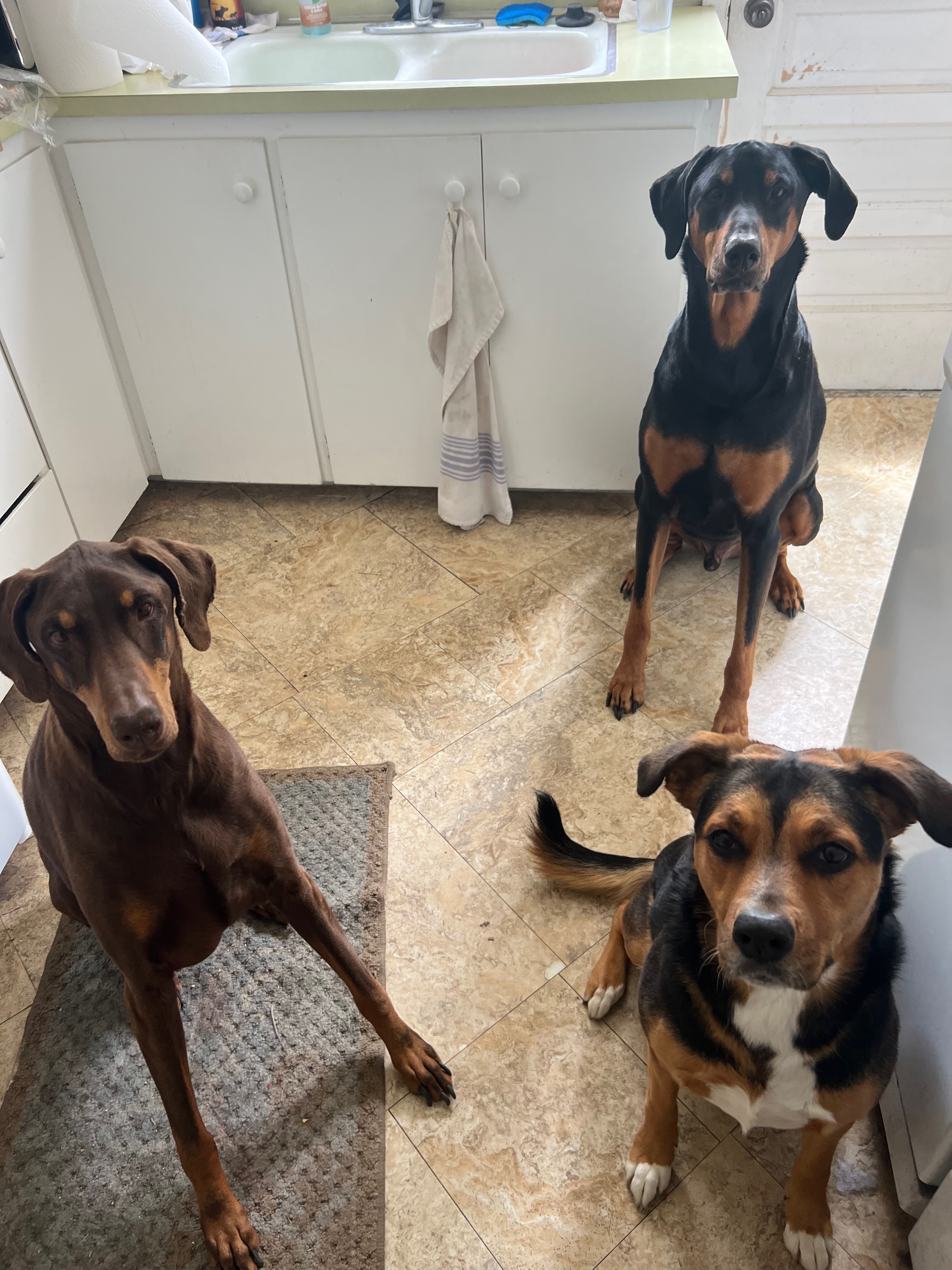 Two dobermans and a mixed beagle
